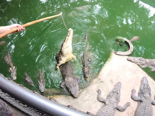 Crocodile feeding and Thai amateur girlfriend wet pussy pleasing