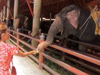 Elephants feeding with amateur Thai girlfriend and sex at home